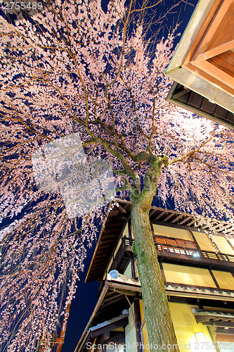 Image of Sakura tree and wooden building from low angle