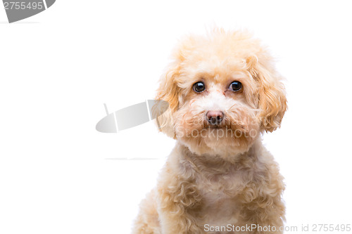 Image of Poodle dog isolated
