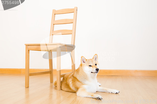 Image of Brown shiba at home