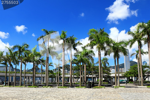 Image of Plam tree in Hong Kong city