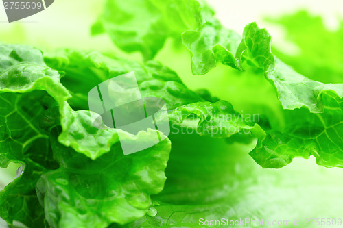 Image of Lettuce texture