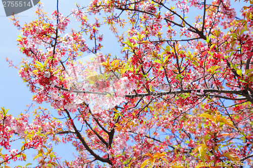 Image of Sakura tree