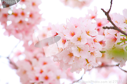 Image of Sakura flower