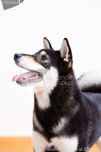 Image of Black shiba side profile