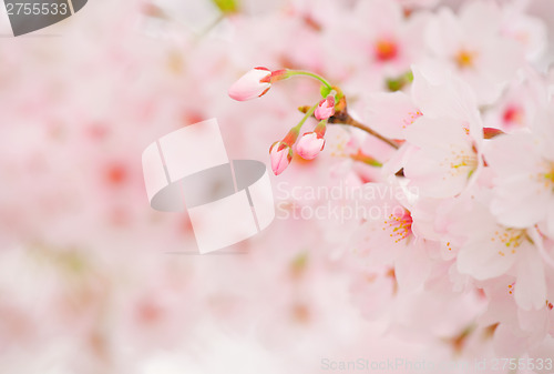 Image of Sakura
