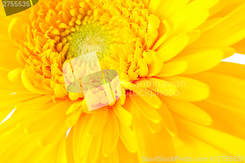 Image of Yellow daisy close up