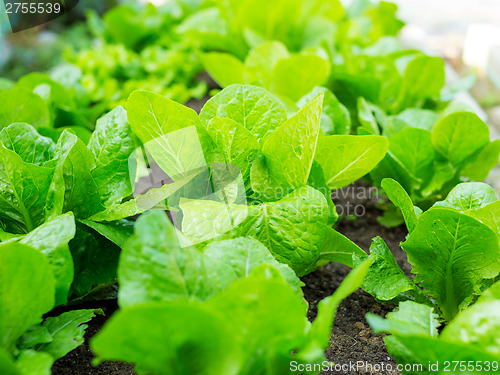 Image of Lettuce field