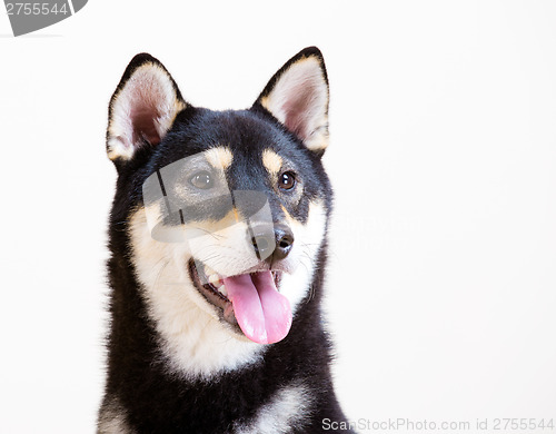 Image of Black and tan Shiba Inu 