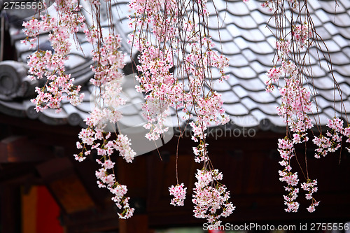 Image of Japanese wooden house with weeping sakura