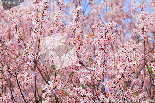 Image of Sakura tree with blue sky