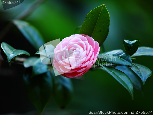 Image of Pink camellia