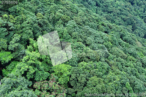 Image of Forest mountain