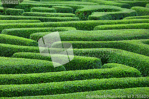 Image of Plant maze