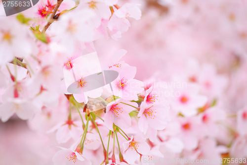 Image of Sakura