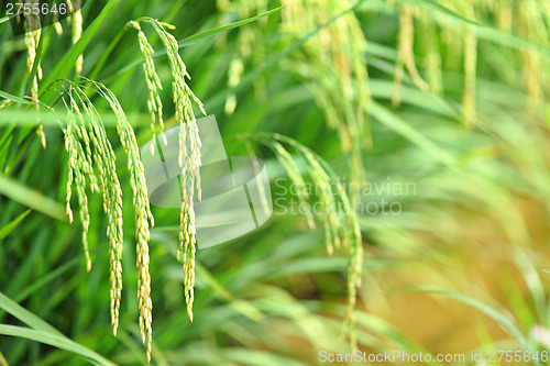 Image of Paddy rice