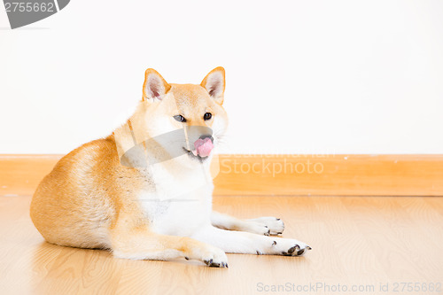 Image of Brown shiba lick sticking out