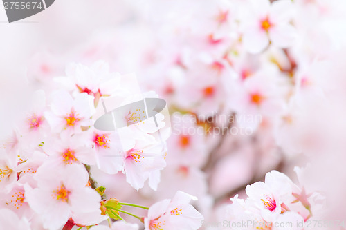 Image of Cherry flower