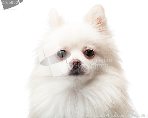 Image of White pomeranian