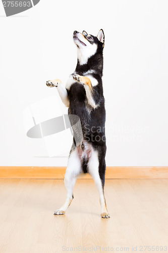 Image of Black shiba standing