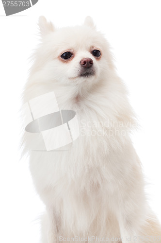 Image of White pomeranian portrait