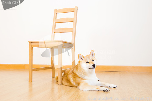 Image of Brown shiba with chair