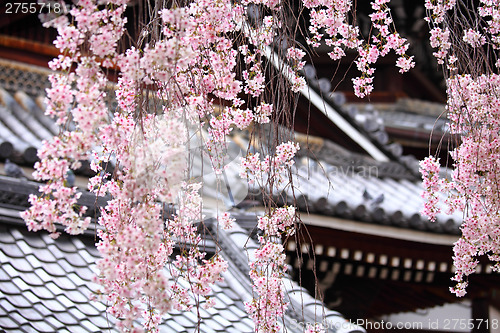 Image of Japanese temple with weeping sakura