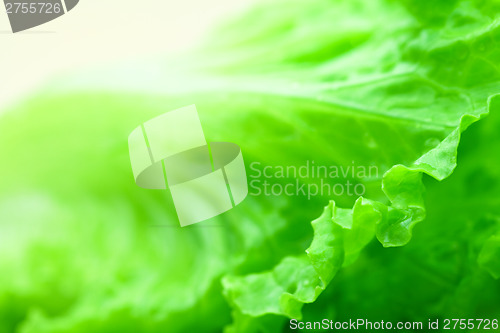 Image of Lettuce