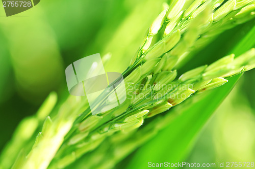 Image of Paddy rice close up