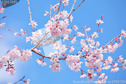 Image of Sakura with blue sky