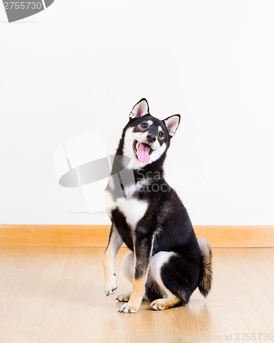 Image of Black shiba smile in living room