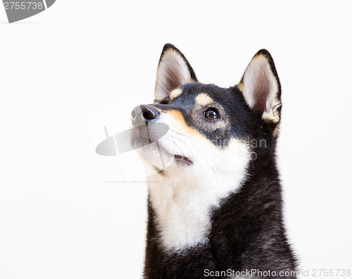 Image of Black shiba looking up