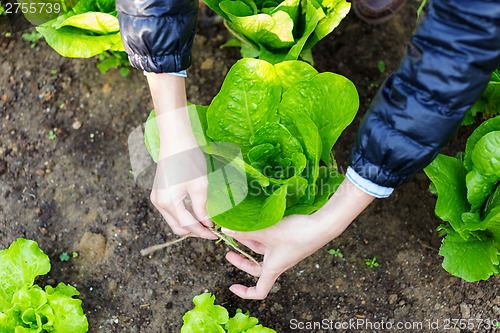 Image of Agriculture of lettuce 