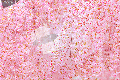 Image of Sakura tree