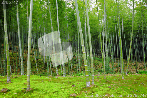 Image of Bamboo forest