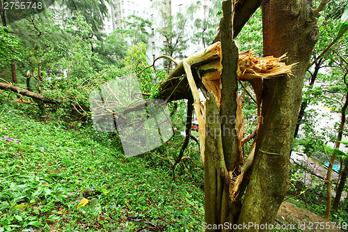 Image of Demaged after typhoon