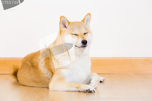 Image of Brown shiba