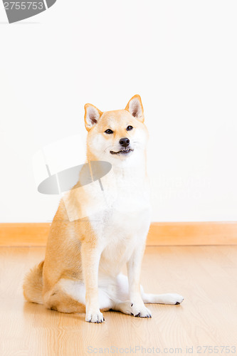Image of Cute shiba