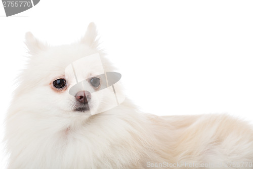 Image of White pomeranian