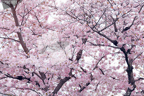 Image of Sakura tree
