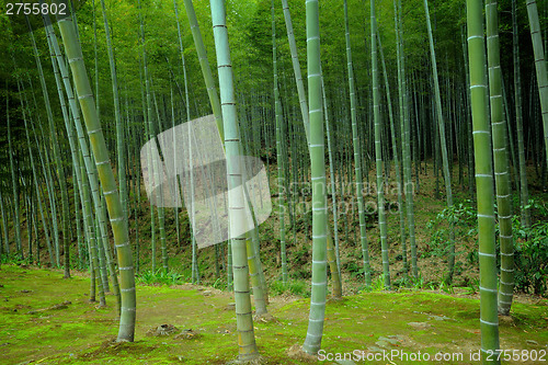 Image of Bamboo forest