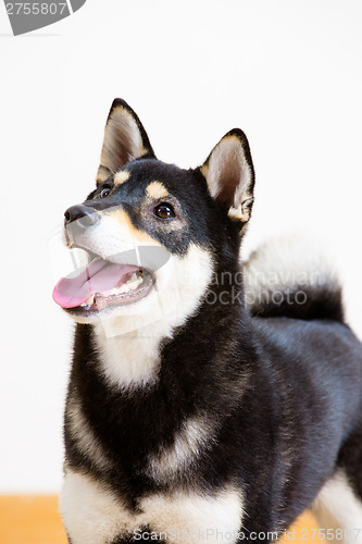 Image of Japnese Shiba inu dog