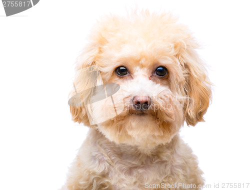 Image of Poodle dog