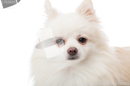 Image of White pomeranian