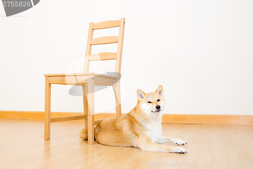 Image of Brown shiba with chair at home