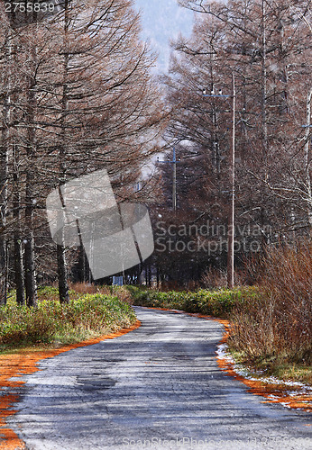 Image of Pine tree with pathway