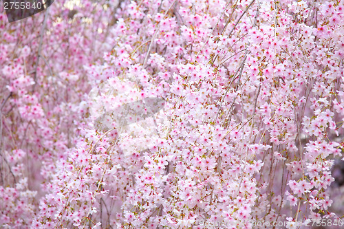 Image of Weeping sakura