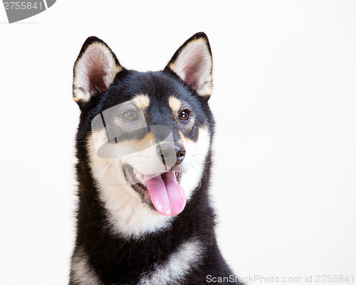 Image of Black shiba smile