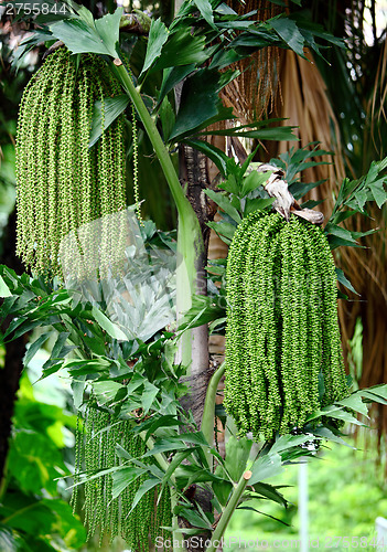 Image of Palm tree seed