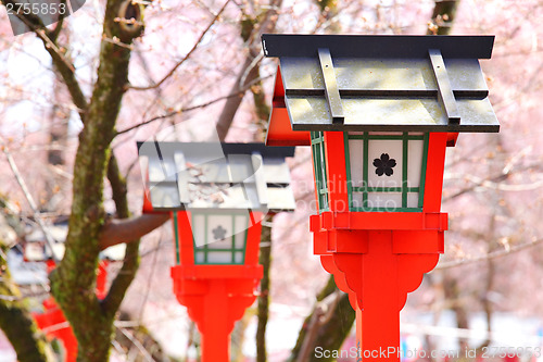 Image of Red lantern with sakura tree in japanese temple