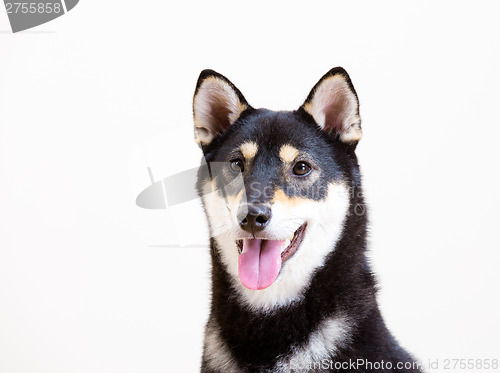 Image of Black shiba inu dog smile